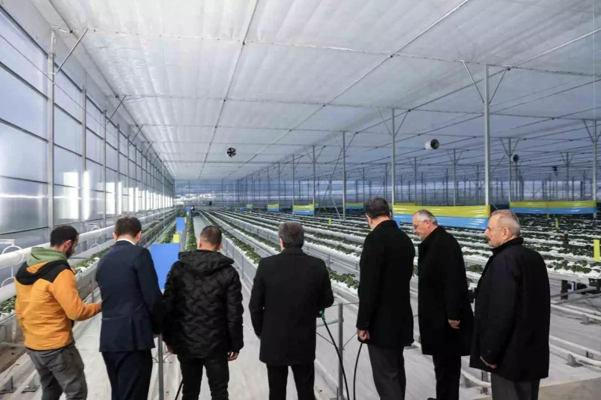 Bafra’da Topraksız Çilek Çiftçiliği: 48 Bin Metrekarede Yüksek Verim