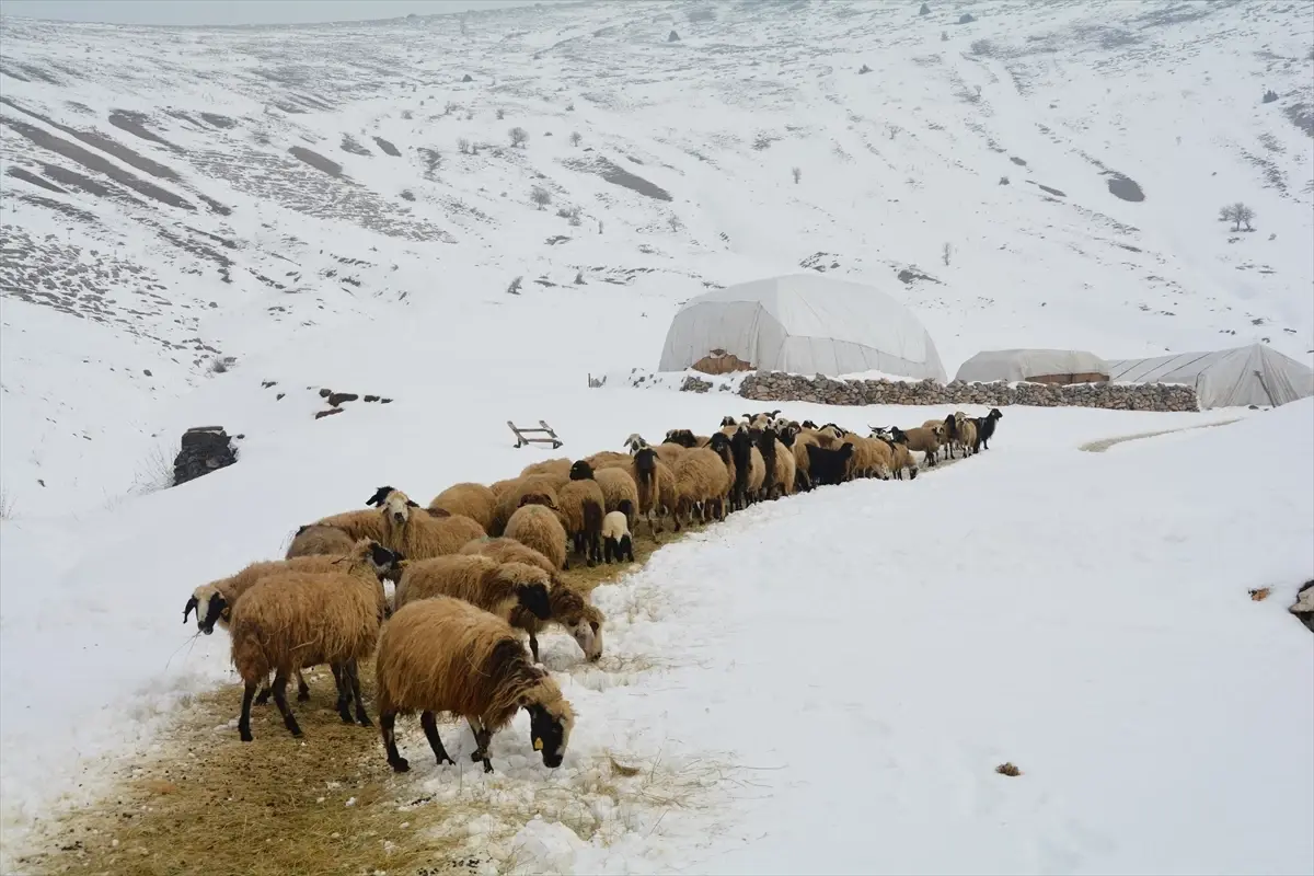 Tatvan’da Dondurucu Soğuğa Rağmen Besicilik Hayatı