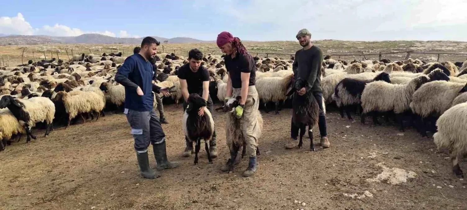 Şırnak’ta Hayvancılık Destekleri 2025: 136 Milyon Liraya Yakın Yardım ve Aşılama Programı
