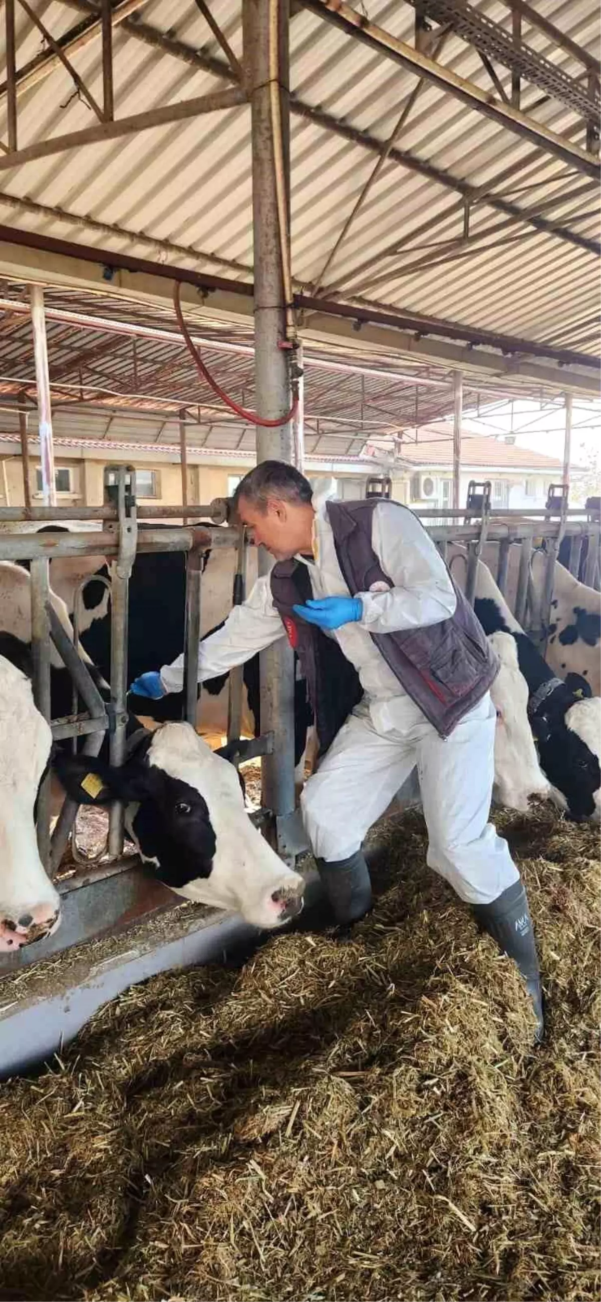 Söke’de Büyükbaş Hayvanlarda Tüberküloz ve Brucella Tarama Çalışması Başladı