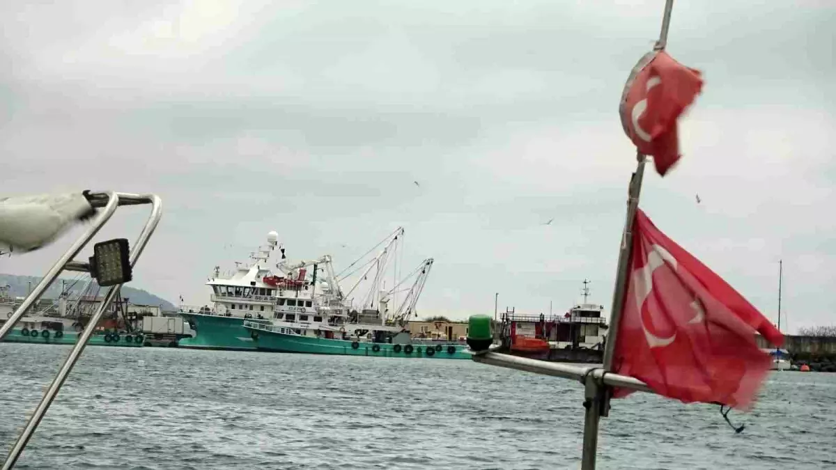 Gürcistan’a Göç Eden Hamsi Dönüşünü Bekliyor: Balıkçılar Umutlu