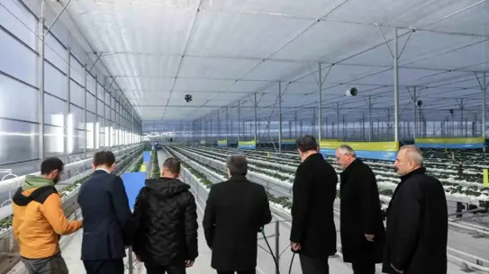 Topraksız çilek üretim tesisi