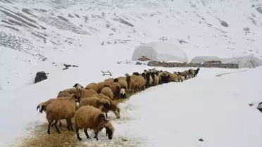 Karlı havada besicilerin çalışması