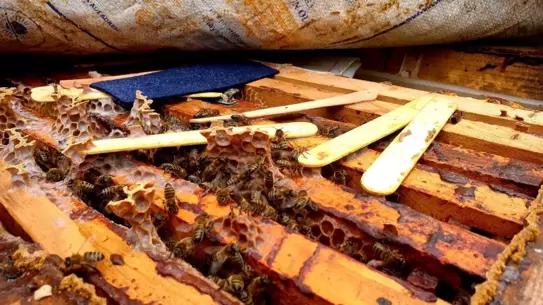 Arıcılıkta Kadın Gücü: Hacer Uğurlu 8 Çocuğunu Okutarak Ailesine Destek Oluyor