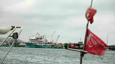 Gürcistan’a Göç Eden Hamsi Dönüşünü Bekliyor: Balıkçılar Umutlu