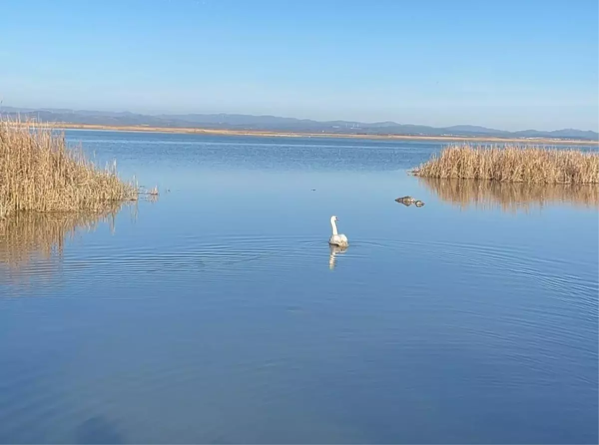 Gala Gölü'nde Yeniden Hayata Dönen Kuğu