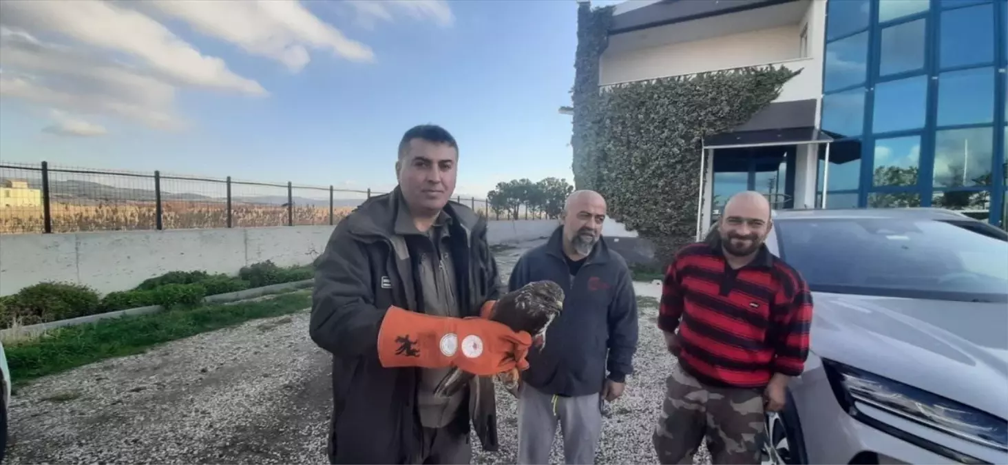 Çanakkale'de Yaralı Şahin Tedavi Edildi ve Doğaya Salındı