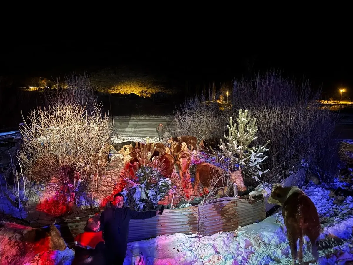 Erzincan Refahiye'de Devrilen Tırdan 47 Hayvan Kurtarıldı