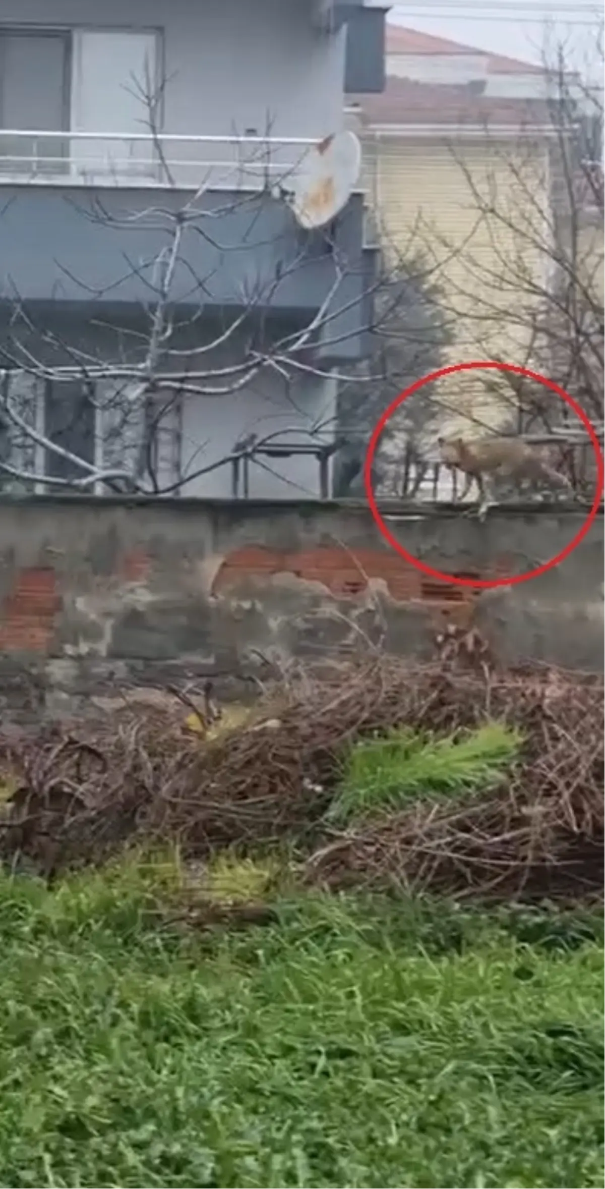 İnegöl'ün Bahçelerinde Tilki Gezintisi: Şaşırtıcı Görüntüler Halkı Büyüledi