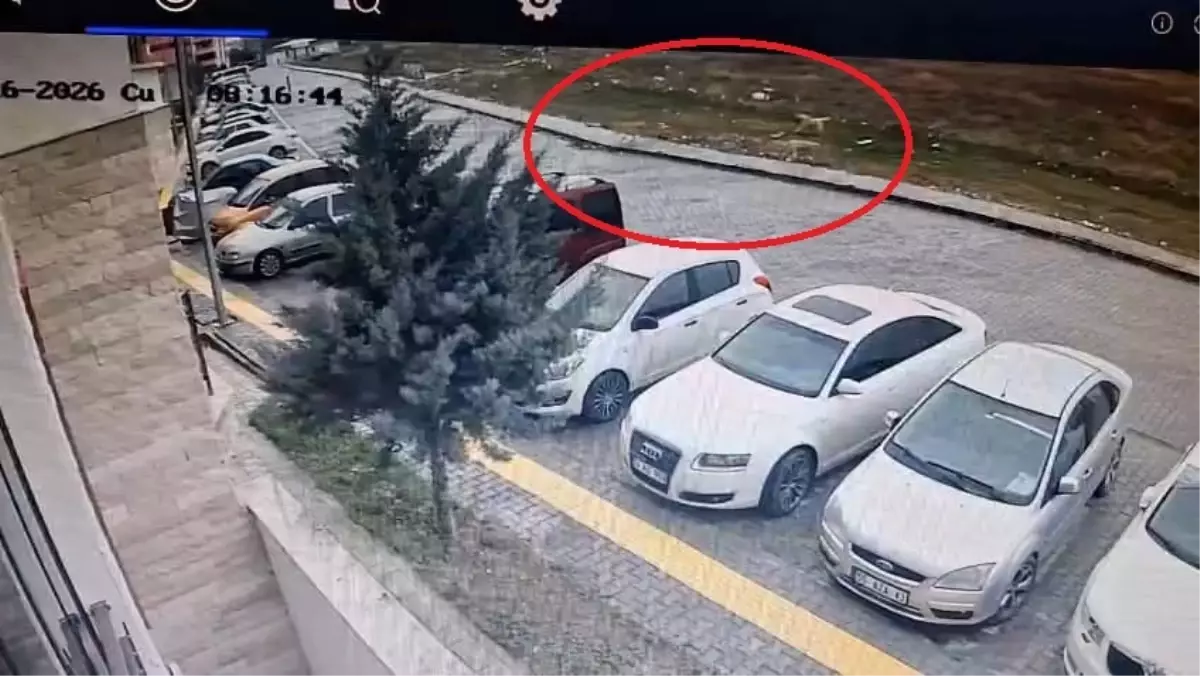 Suluova’da Öğrenci, Karne Yolculuğunda Sokak Köpeklerinden Kaçtı