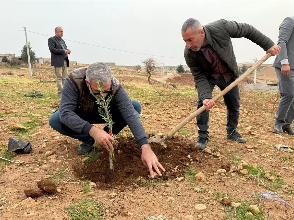 Mardin Yeşilli'de 800 Zeytin Fidanı Topluma Dağıtıldı