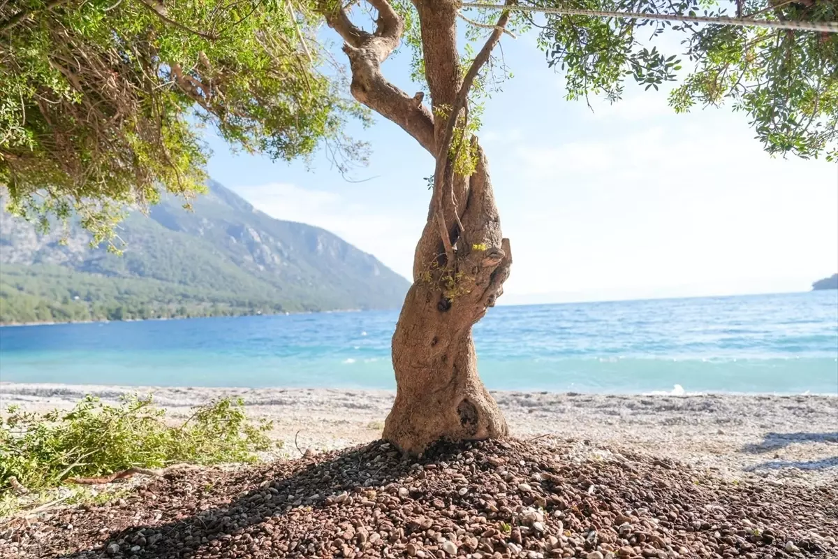 Menteşe'de Rüzgârla Devrilen Sakız Ağacı Yeniden Dikildi