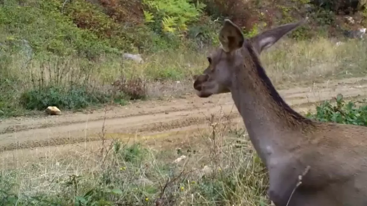 Bursa Ormanında Kızılgeyik Görüntüleri Doğal Halinde Paylaşıldı