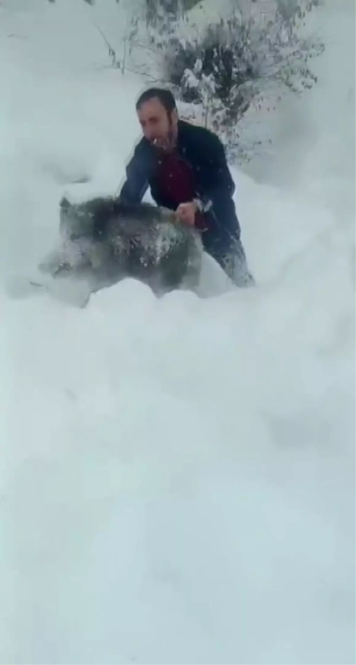 Sinop’ta Domuz Yavrusu Yakalanınca 14.911 TL Ceza Kesildi