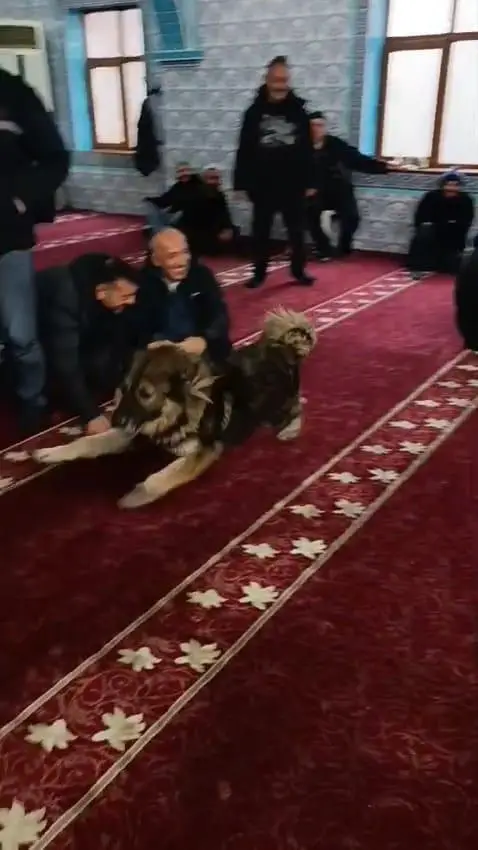 Köpeği izleyen gülümseyen cemaat