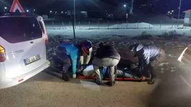 Bingöl'de Araç, Domuz Sürüsüyle Çarpıştı: Üç Kişi Yaralandı