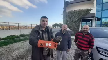 Tedavi altına alınan şahin