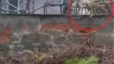 Tilkinin bahçe duvarındaki fotoğrafı