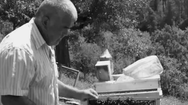 Düşen ağaç ve olay yeri