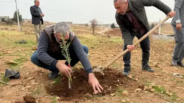 Yeşilli'de zeytin fidanları ekimi