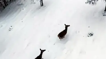 Drone ile kaydedilen karaca görüntüsü