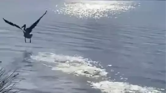 Yaralı Ak Pelikan 5 Ay Sonra Doğaya Geri Döndü