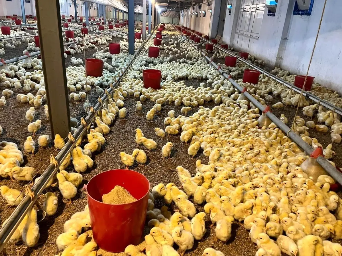 Alaplı Köyünde Tavuk Kümesinde Çıkan Yangın Kontrol Altına Alındı