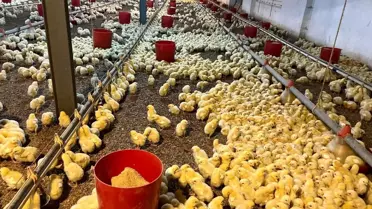 Alaplı Köyünde Tavuk Kümesinde Çıkan Yangın Kontrol Altına Alındı