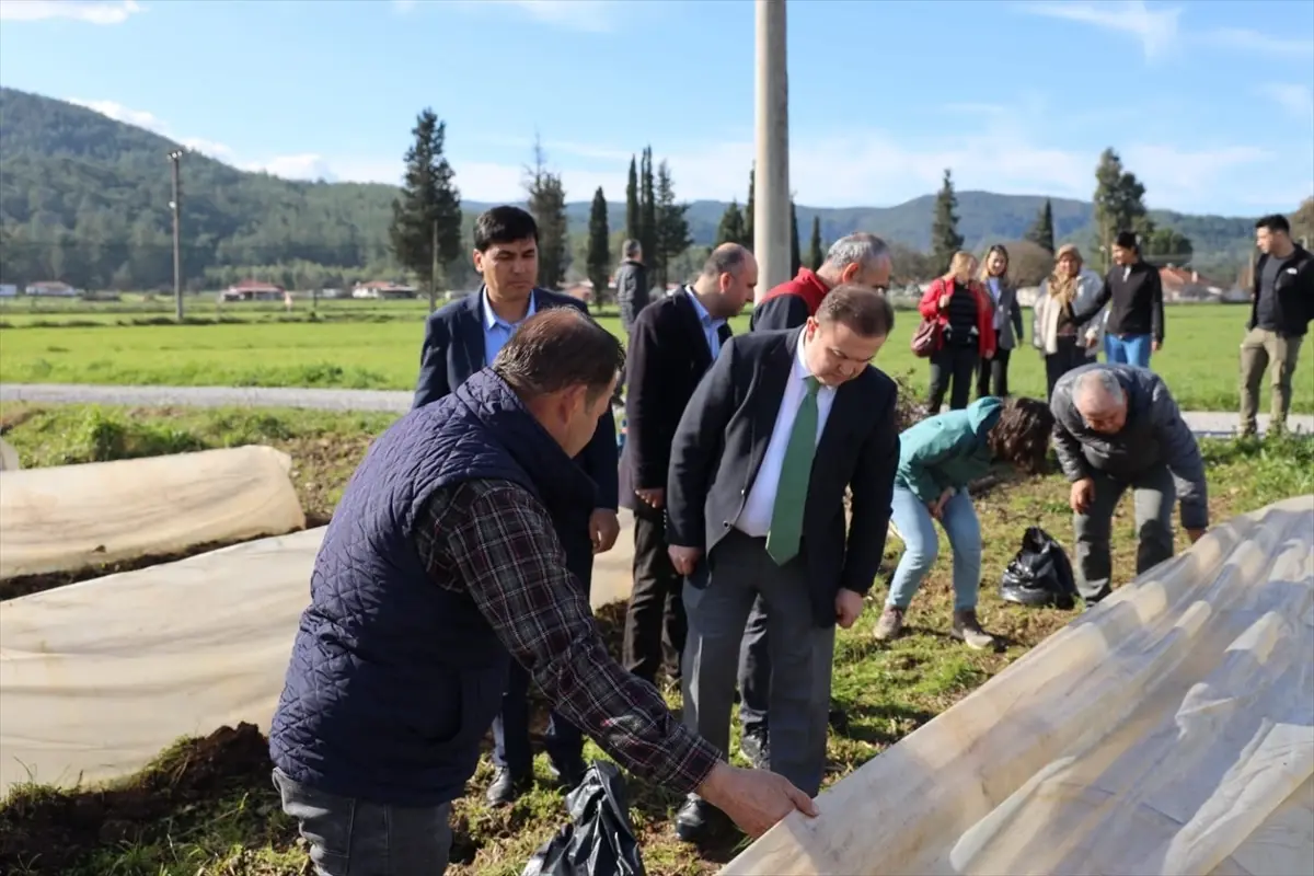 Muğla Ula’da 31 Bin Defne Fidanı Üreticilere Dağıtıldı