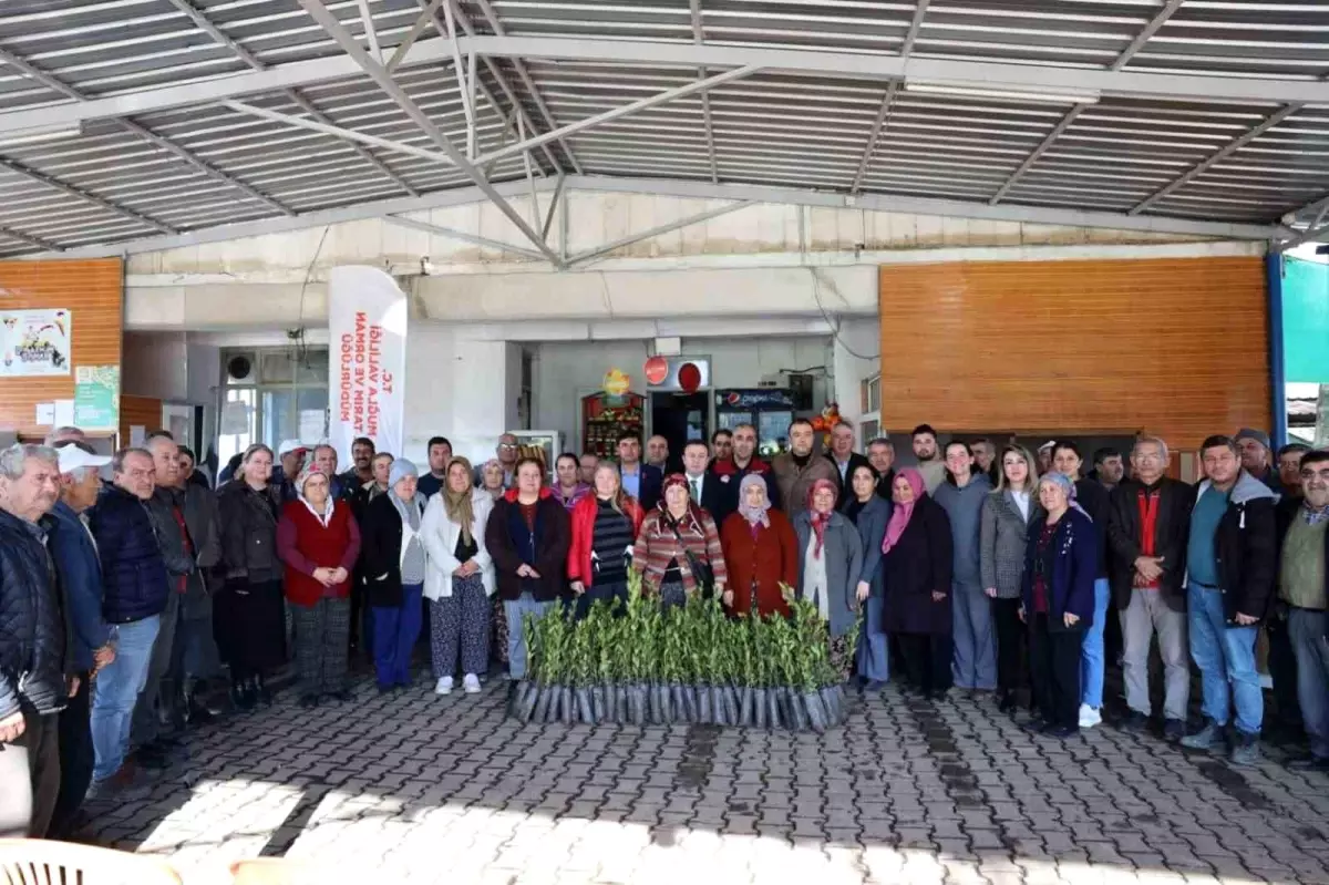 Ula’da Tarıma Can Veren 31 Bin Defne Fidanı Dağıtımı