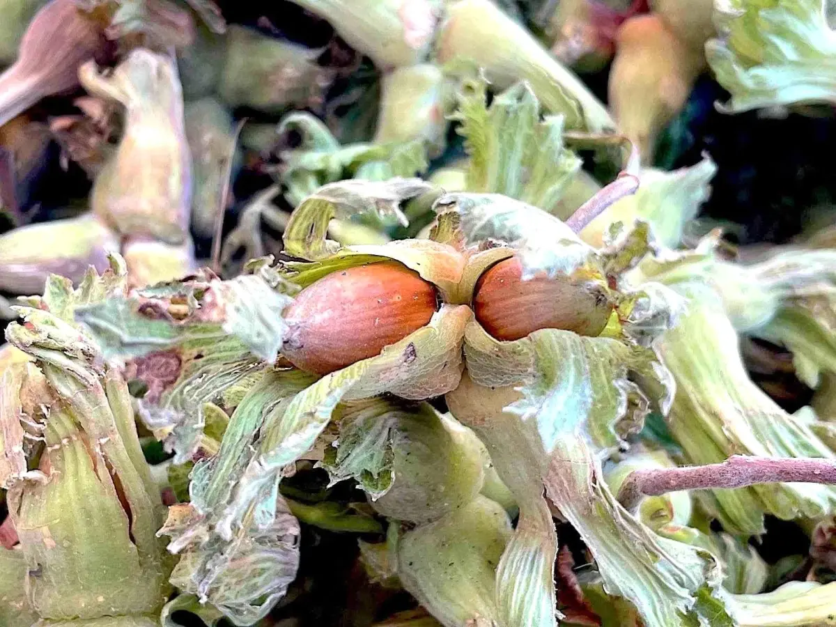 Bursa’da Fındık Üretimi 30 Bin Dekara Çıkabilir: Destek Talebi Artıyor