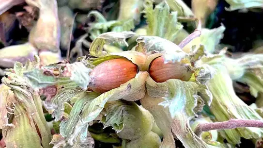 İnegöl’de fındık destek kampanyası