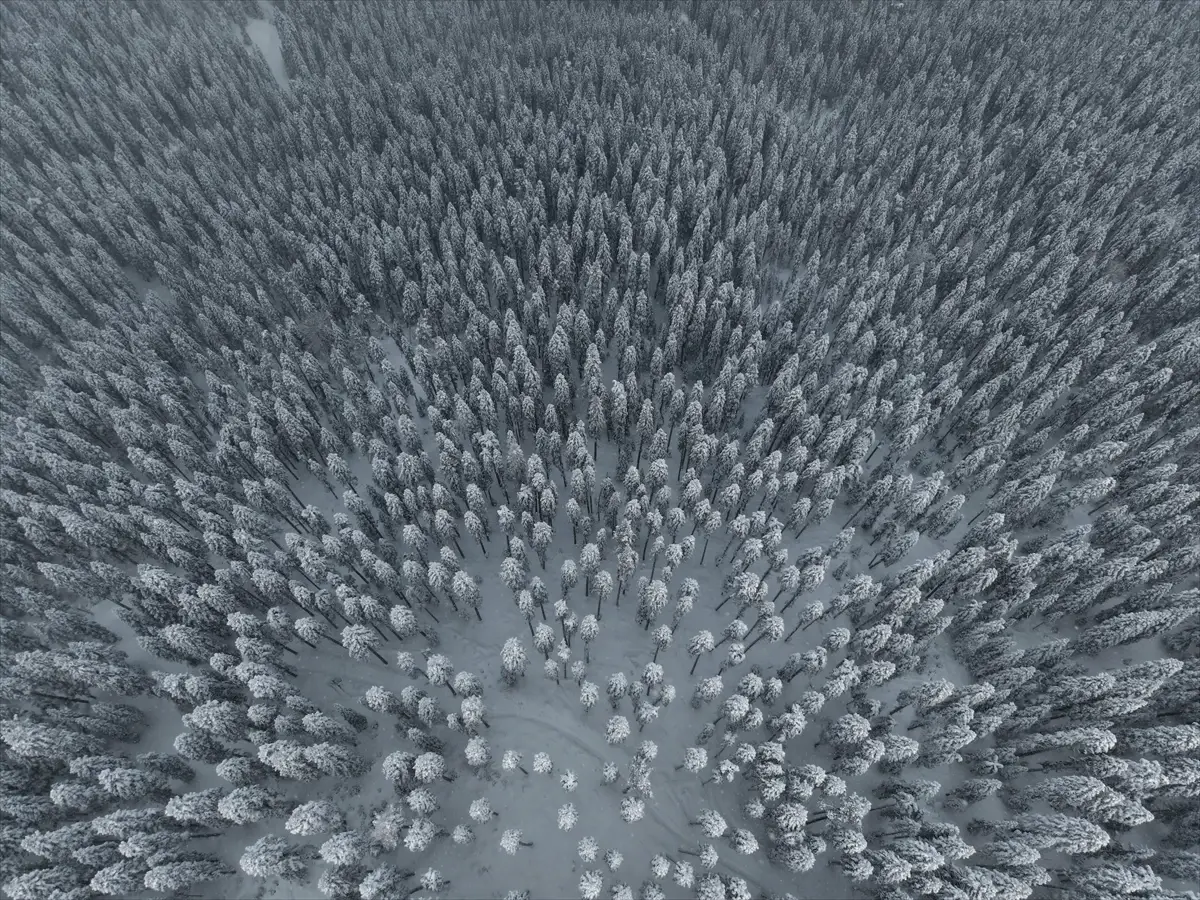 Kastamonu Ilgaz Dağı'nda 60 cm Kar; Drone Görüntüleri Ormanları Bembeyaz Gösteriyor