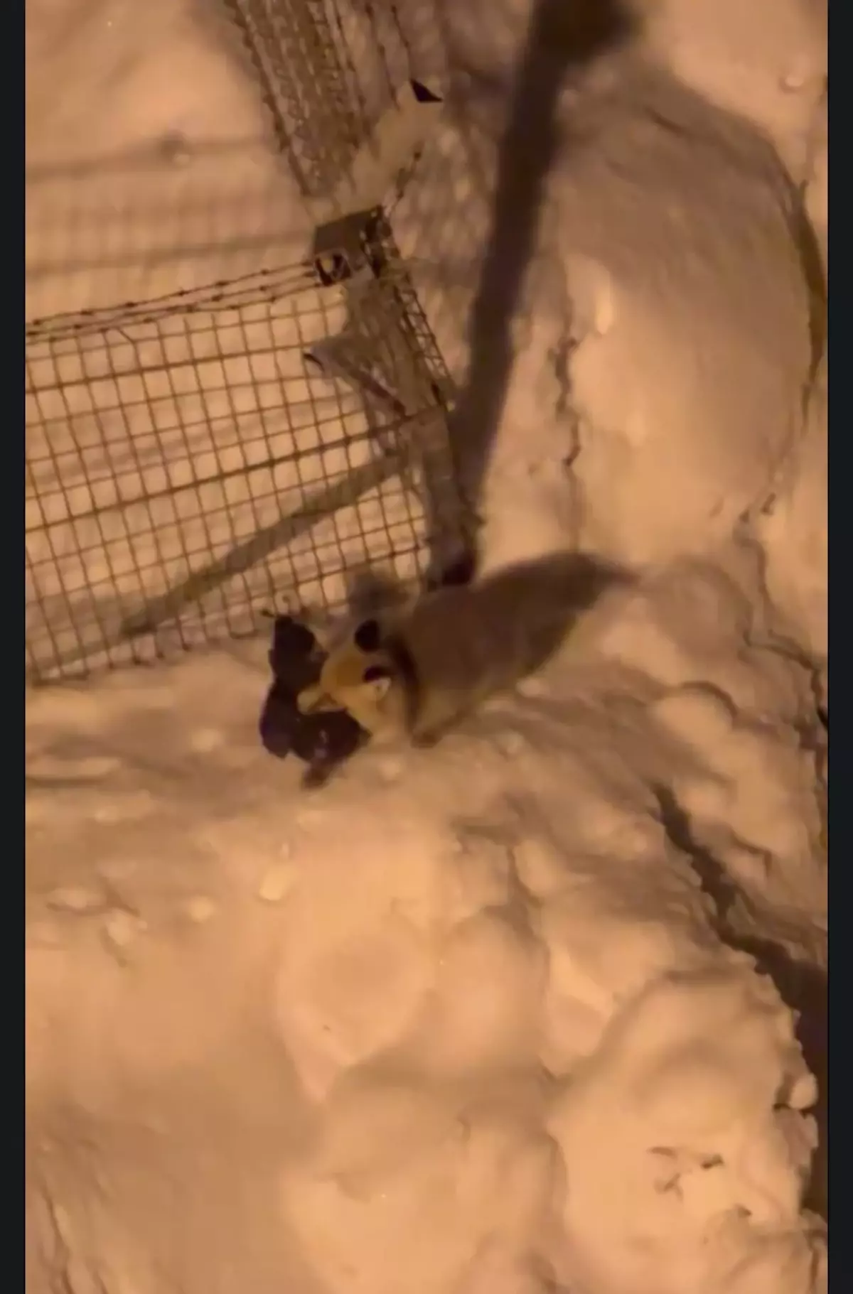 Hakkari’de Tilki Kümeste Tavukları Çaldı: Görüntüler Kameraya Yansıdı