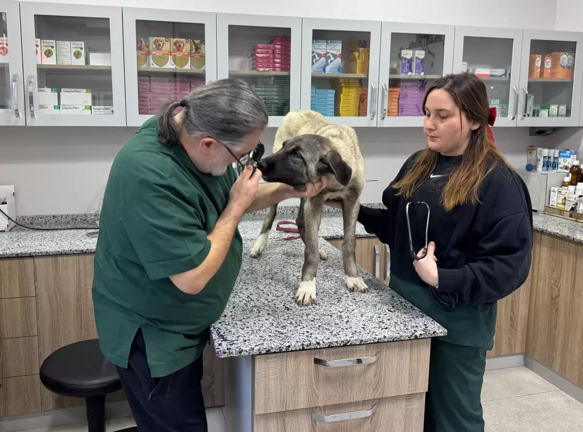 Ordu’da Sokak Köpeklerine ‘Domuz Kurşunu’ Saldırısı: 3 Hayvan Yaralandı, 2’si Hayata Veda Etti