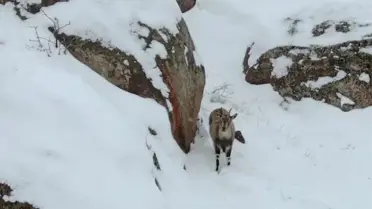 Dağ keçileri ve yavruları karla kaplı kayalıkta