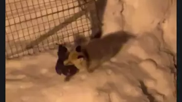 Tilkinin kaçarken çekilen görüntüsü