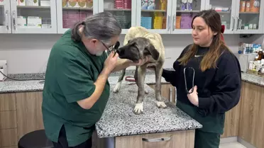 Ordu’da sokak köpeği yaralı