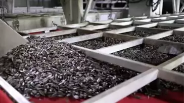 Guanr Tarım, Türkiye’de Entegre Ayçiçeği Çekirdeği Sanayisi Kurdu