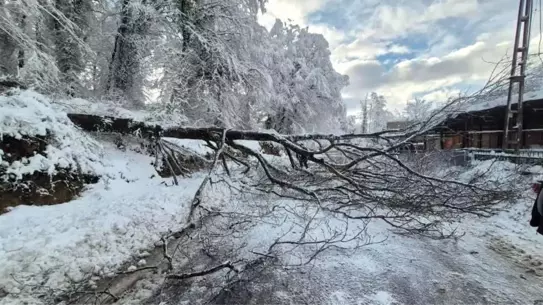 Sinop'ta Kara Yolda Düşen Ağaç Trafiği Durdurdu