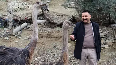 Osmaniye'de Deve Kuşu Çiftliği Rüyası: Ahmet Kılıç'ın Yeni Girişimi