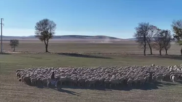 Kırşehir’de Yerli Koyun Irklarıyla Hayvancılıkta Yeni Dönem