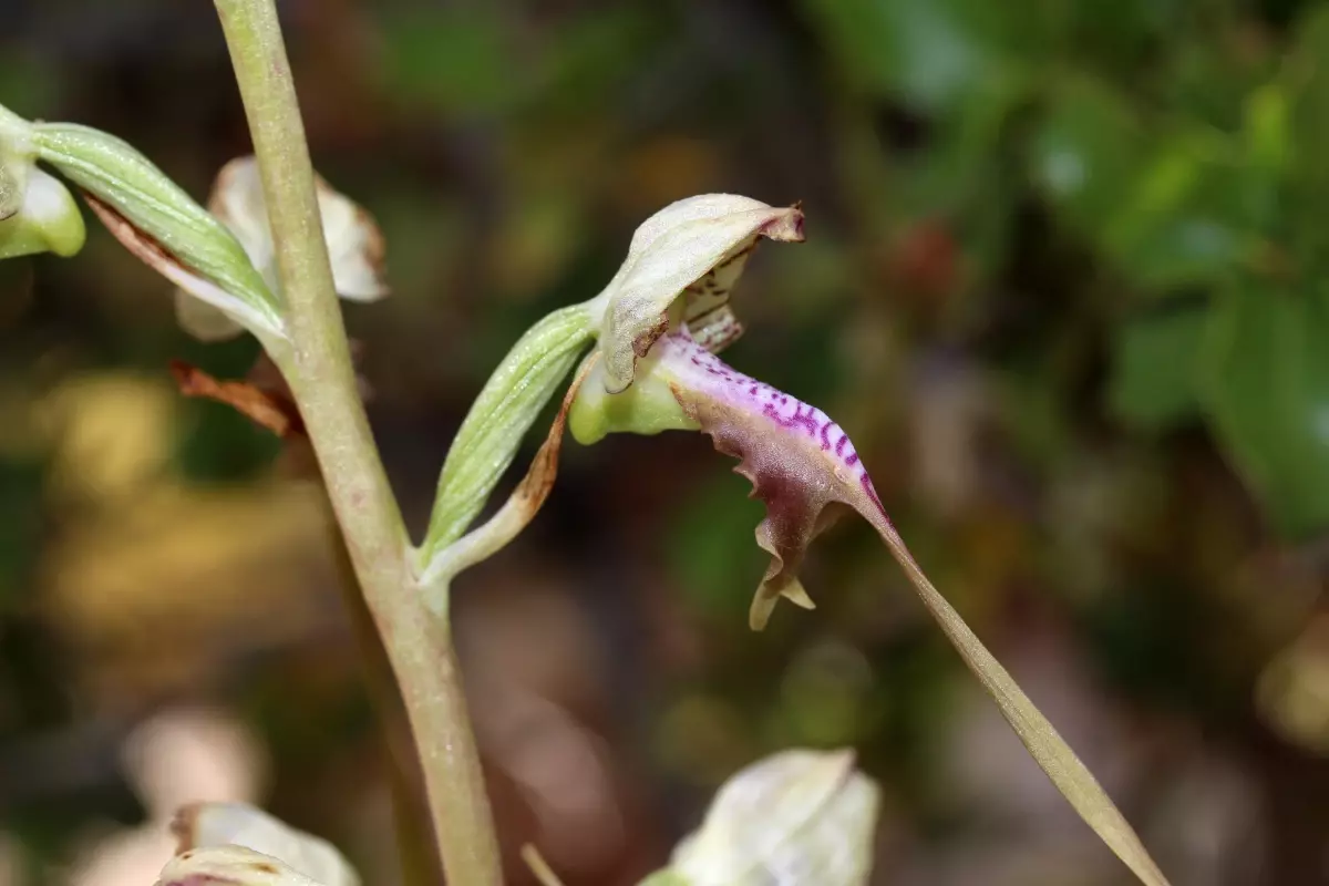 Endemik Bitkilerin Korunması İçin Yeni Düzenlemeler ve Ağır Cezalar