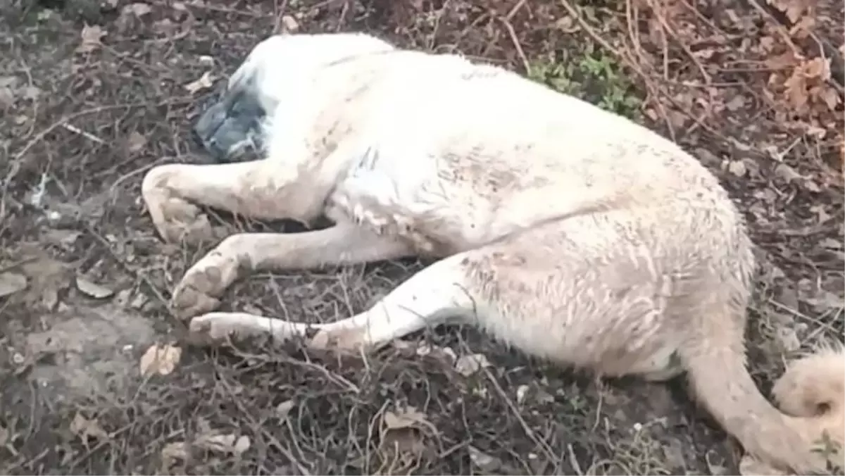 Birecik’te Köpek Sahibi, Güvenlik Kamerasına Yansıyan Şok Edici Olayı Tüfekle Sonlandırdı