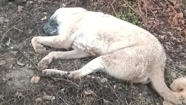 Olay yerinde çekilen ek fotoğraf