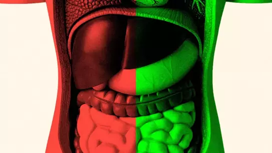 Yaşlanma Sürecinde Bağırsak Mikrobiyomunun Rolü ve Sağlıklı Beslenme İpuçları