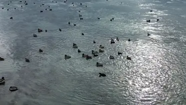 Bafra’da Dronla Çekilen Yaban Ördekleri Görüntüsü Şaşkınlık Yarattı