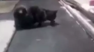 Şanlıurfa’da Fırın Kedisi Fareyle Oynadı: Görüntüler Sosyal Medyada Gündemde