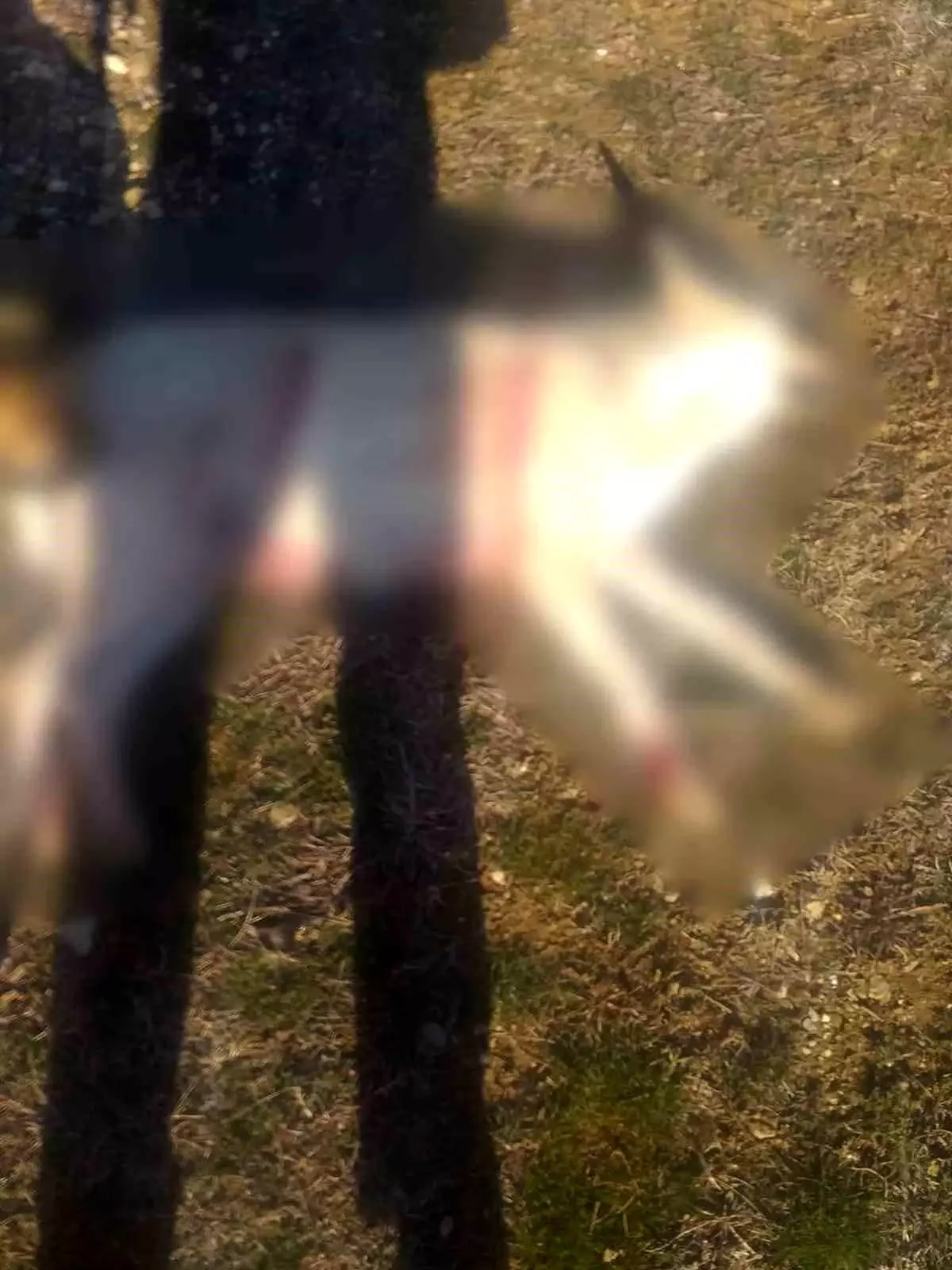 Burdur’da Köpek Öldürme İddialarıyla İlgili Soruşturma Başlatıldı