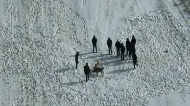 Köpek dövüşüne katılan hayvanlar